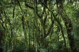 Photography, Vert #4, Rainforest, Brazil, Daniel Mansur
