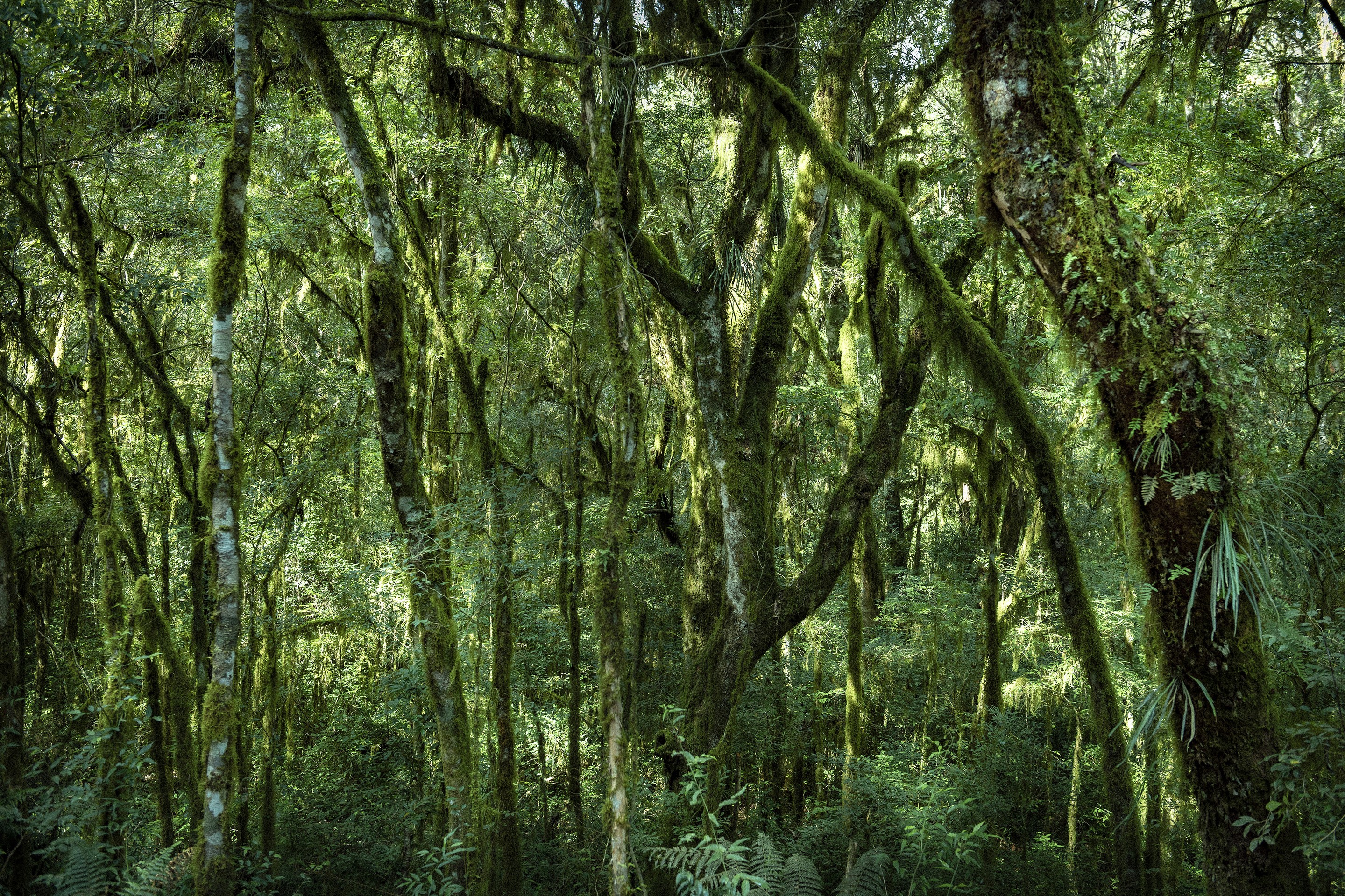 Daniel Mansur, Vert #4, Rainforest, Brazil Daniel Mansur, Vert #4, Rainforest, Brazil
