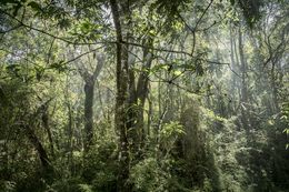 Photography, In Paradisum #8, Inside of a Forest, Daniel Mansur