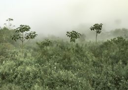 Photography, Mist #14, Rainforest, Brazil, Daniel Mansur