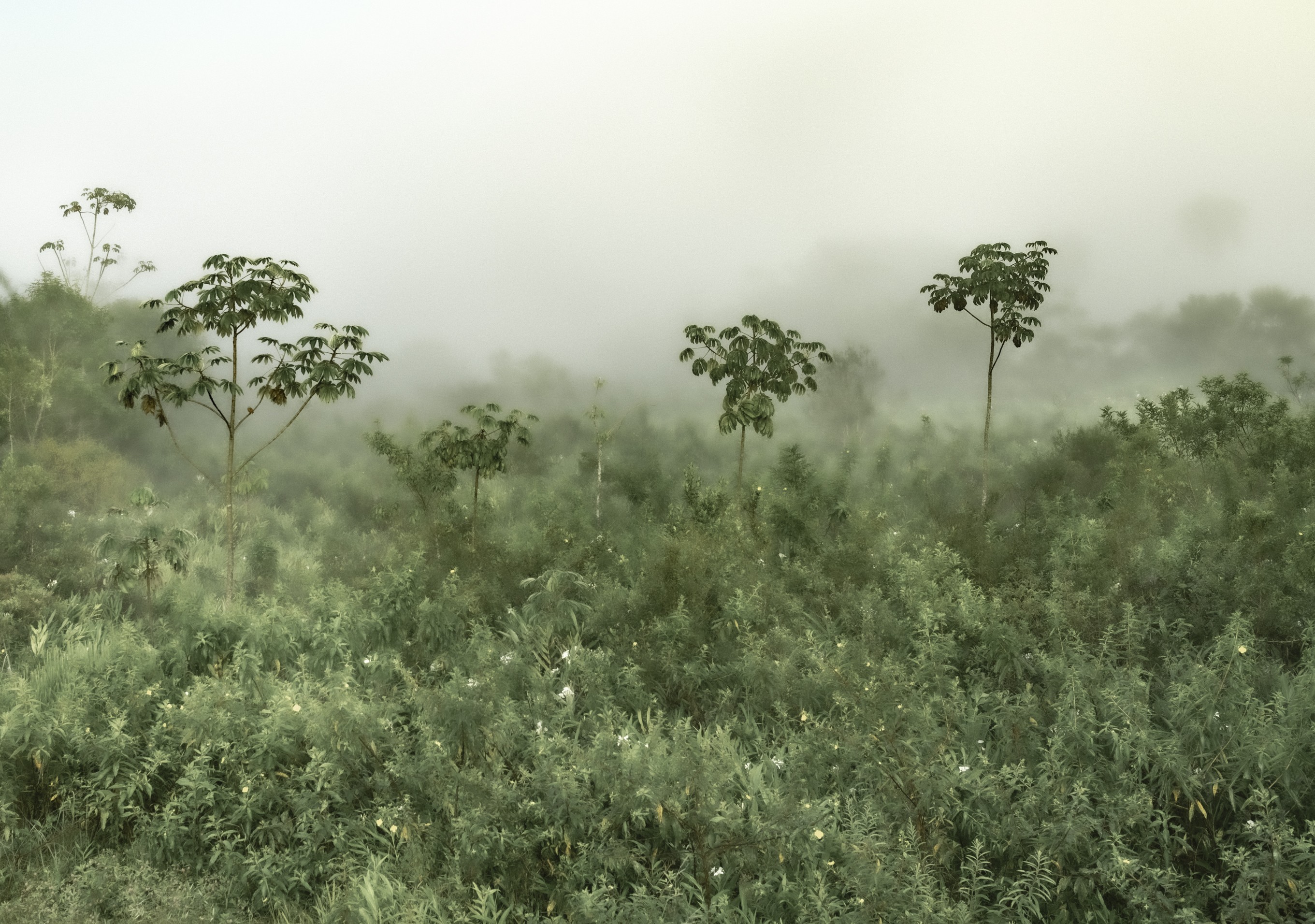 Daniel Mansur, Mist #14, Rainforest, Brazil Daniel Mansur, Mist #14, Rainforest, Brazil