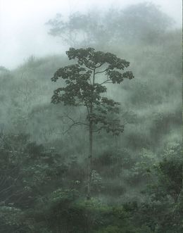 Photography, Mist #17, Daniel Mansur