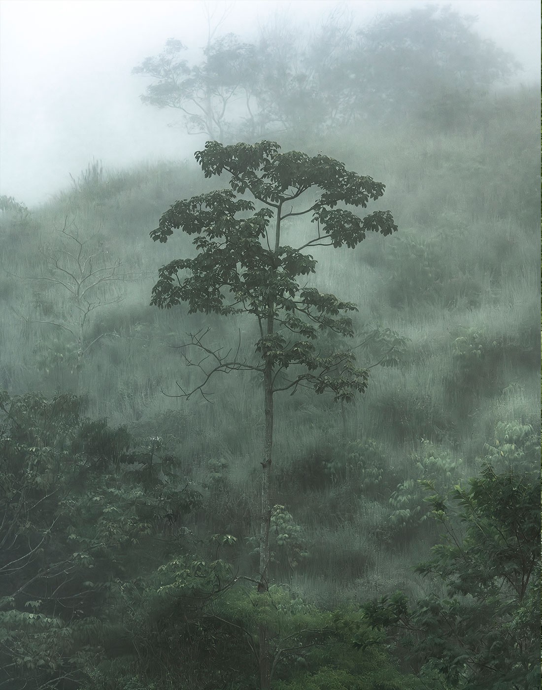 Daniel Mansur, Mist #17 Daniel Mansur, Mist #17