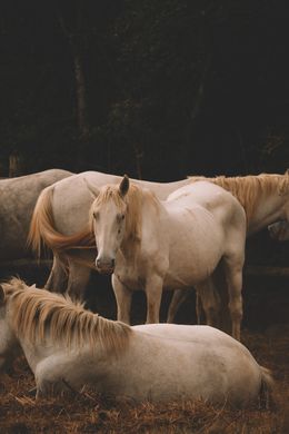Photography, Majestic White Horses in Tranquil Harmony, Arantza NT Photography