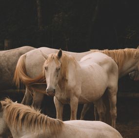 Fotografien, Majestic White Horses in Tranquil Harmony, Arantza NT Photography