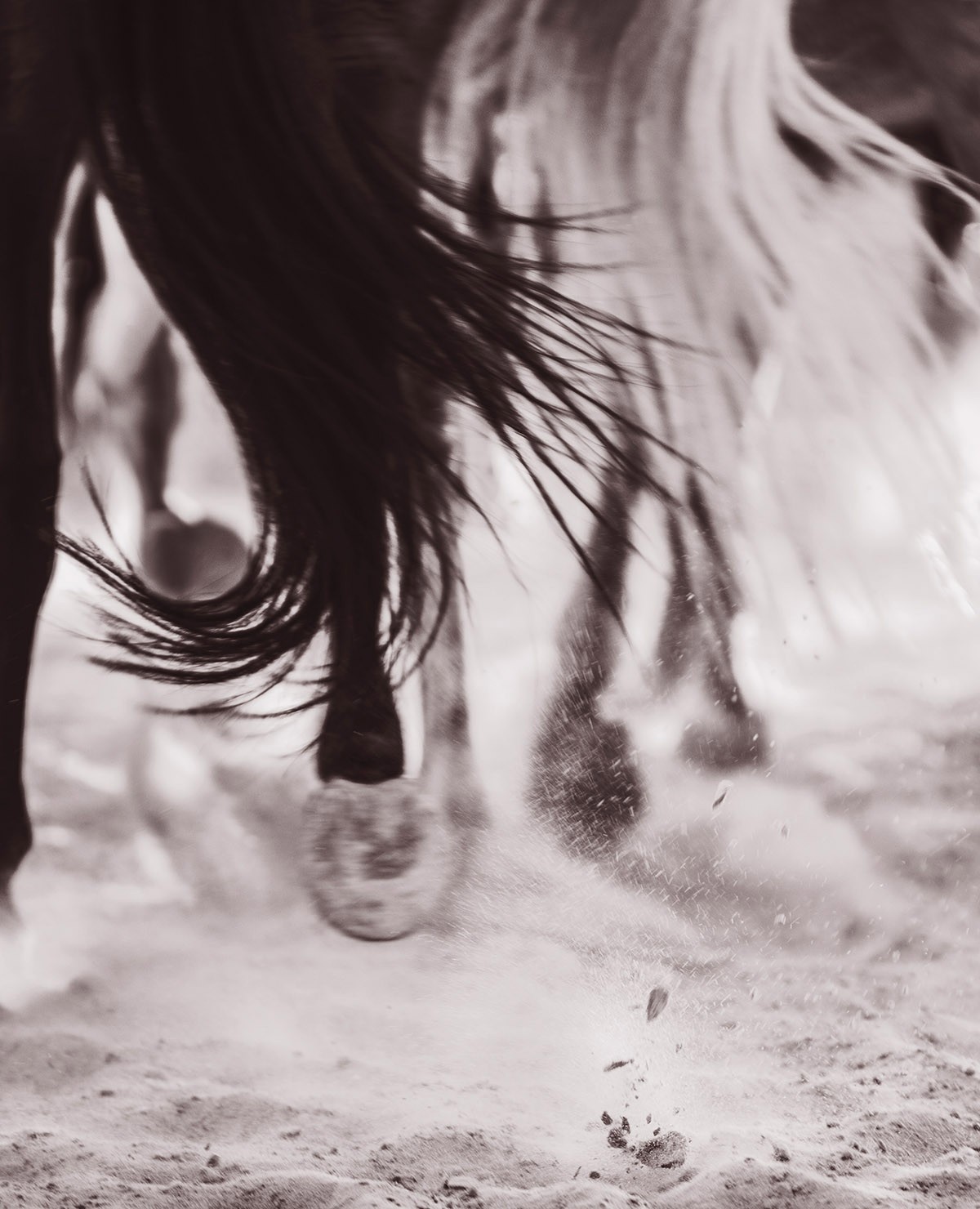 Amrita Bilimoria, Equus, Dreamscape Amrita Bilimoria, Equus, Dreamscape