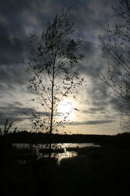 Fotografien, Rieulay arbre seul, Michael Dessein
