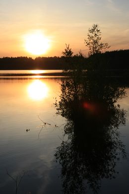 Fotografien, Coucher de soleil et arbuste, Michael Dessein