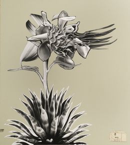 Fine Art Drawings, Flora aggregata, Raluca Arnautu