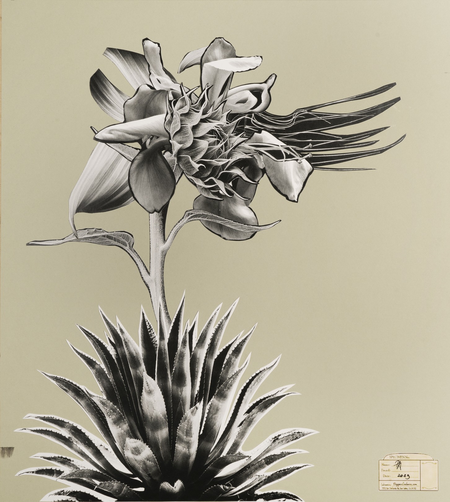Raluca Arnautu, Flora aggregata Raluca Arnautu, Flora aggregata