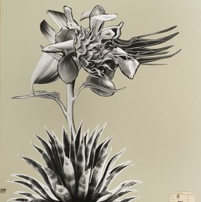 Zeichnungen, Flora aggregata, Raluca Arnautu