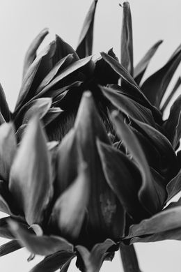 Photography, Vessel (2), Leandro Franco