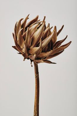 Photography, Vessel II, Leandro Franco