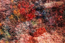 Photography, Wall of Nature LX, Viet Ha Tran