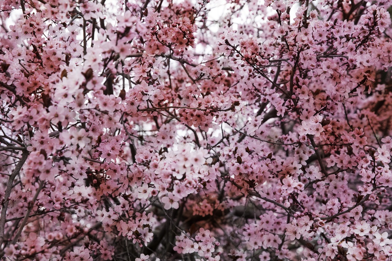 Viet Ha Tran, Romantic Sakura I Viet Ha Tran, Romantic Sakura I