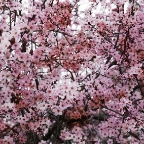 Photography, Romantic Sakura I, Viet Ha Tran
