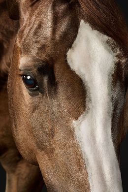 Photographie, Saddlebred Arabian Mare No. 2 (S), Randal Ford