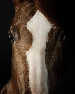 Photographie, Saddlebred Arabian Mare No. 3 (M), Randal Ford