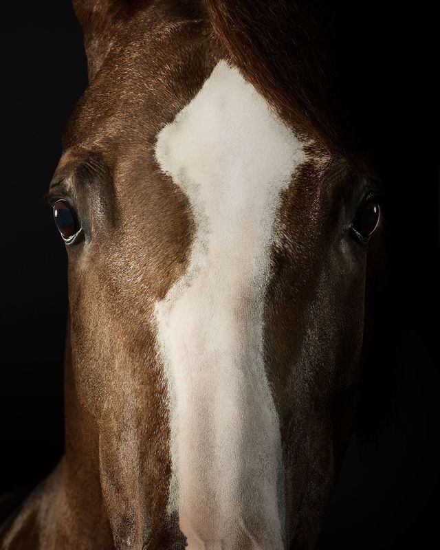 Randal Ford, Saddlebred Arabian Mare No. 3 (M) Randal Ford, Saddlebred Arabian Mare No. 3 (M)