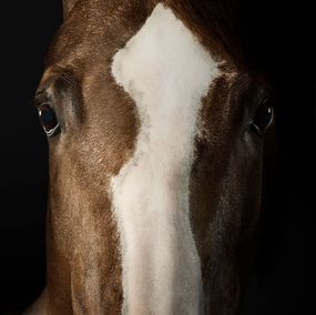 Photography, Saddlebred Arabian Mare No. 3 (M), Randal Ford