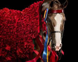 Photographie, Decorated Saddlebred Arabian Mare (M), Randal Ford