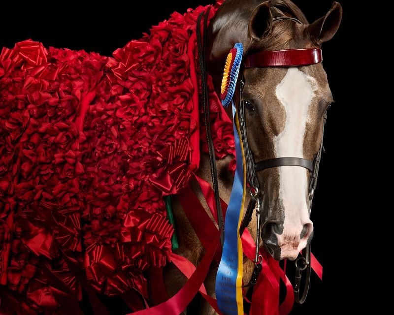 Randal Ford, Decorated Saddlebred Arabian Mare (M) Randal Ford, Decorated Saddlebred Arabian Mare (M)