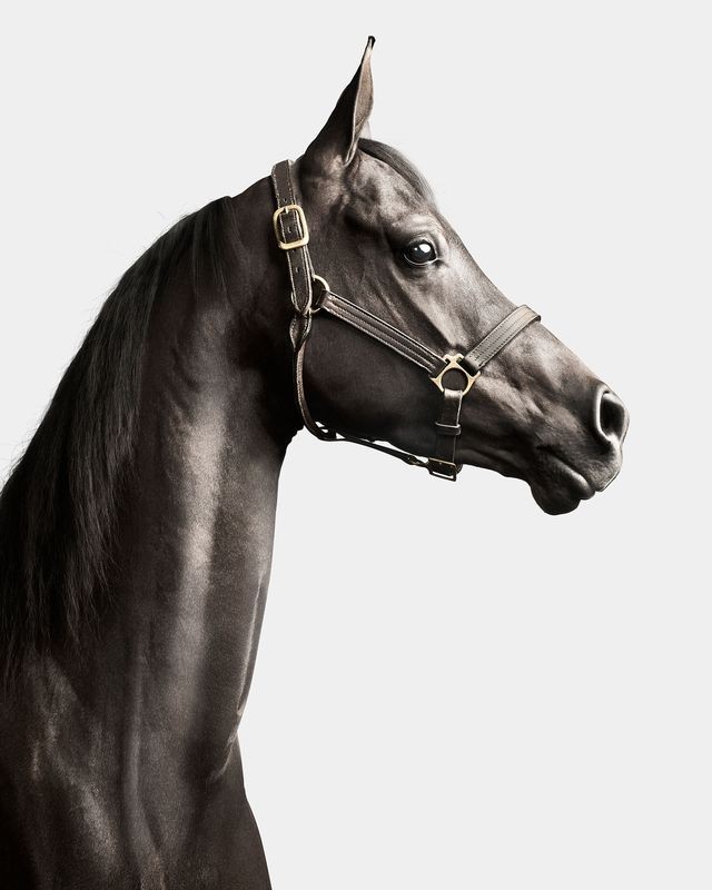 Randal Ford, Black Arabian Horse No. 1 (S) Randal Ford, Black Arabian Horse No. 1 (S)