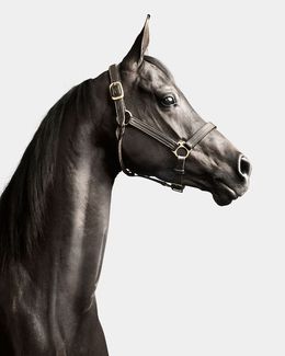 Photographie, Black Arabian Horse No. 1 (M), Randal Ford