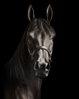 Photographie, Black Arabian Horse No. 2 (S), Randal Ford