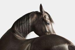 Photographie, Black Arabian Horse No. 3 (S), Randal Ford