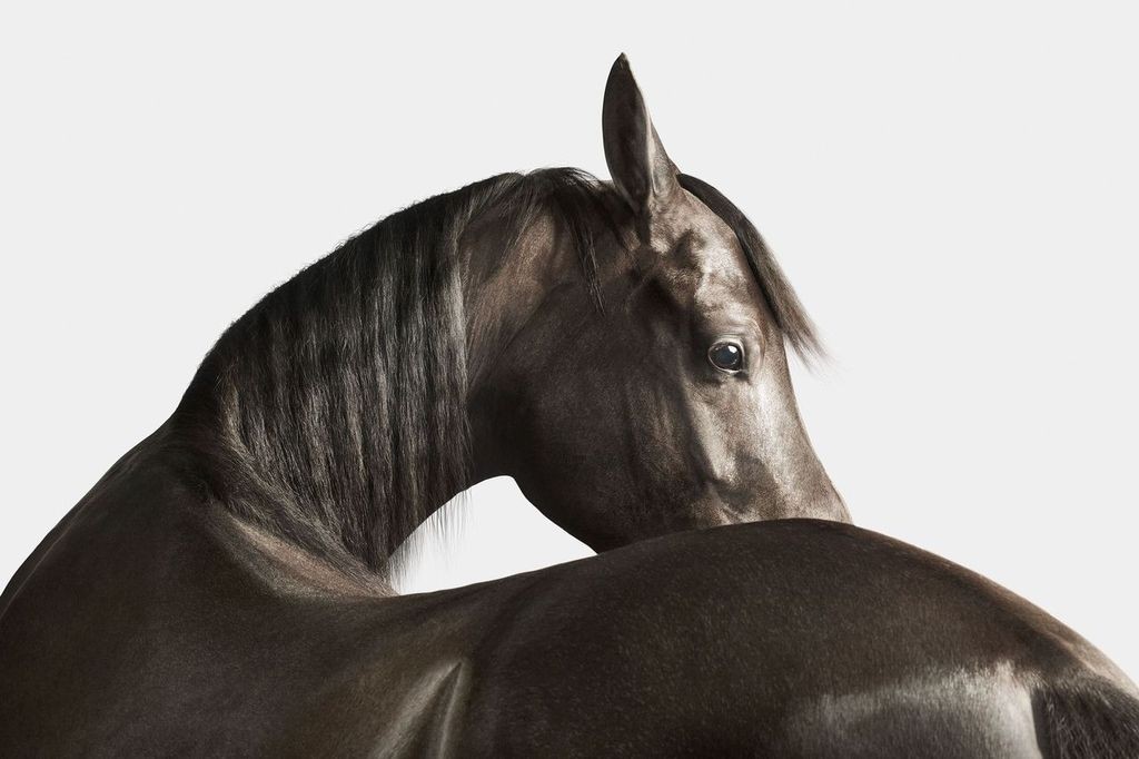 Randal Ford, Black Arabian Horse No. 3 (M) Randal Ford, Black Arabian Horse No. 3 (M)