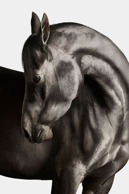 Photographie, Black Arabian Horse No. 4 (S), Randal Ford