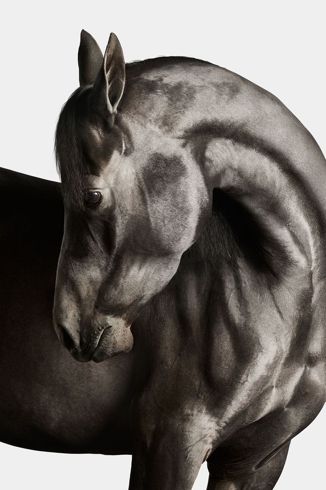 Randal Ford, Black Arabian Horse No. 4 (S) Randal Ford, Black Arabian Horse No. 4 (S)