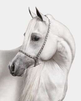 Photographie, White Arabian Stallion No. 1 (S), Randal Ford