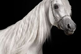 Photographie, White Arabian Stallion No. 2 (M), Randal Ford