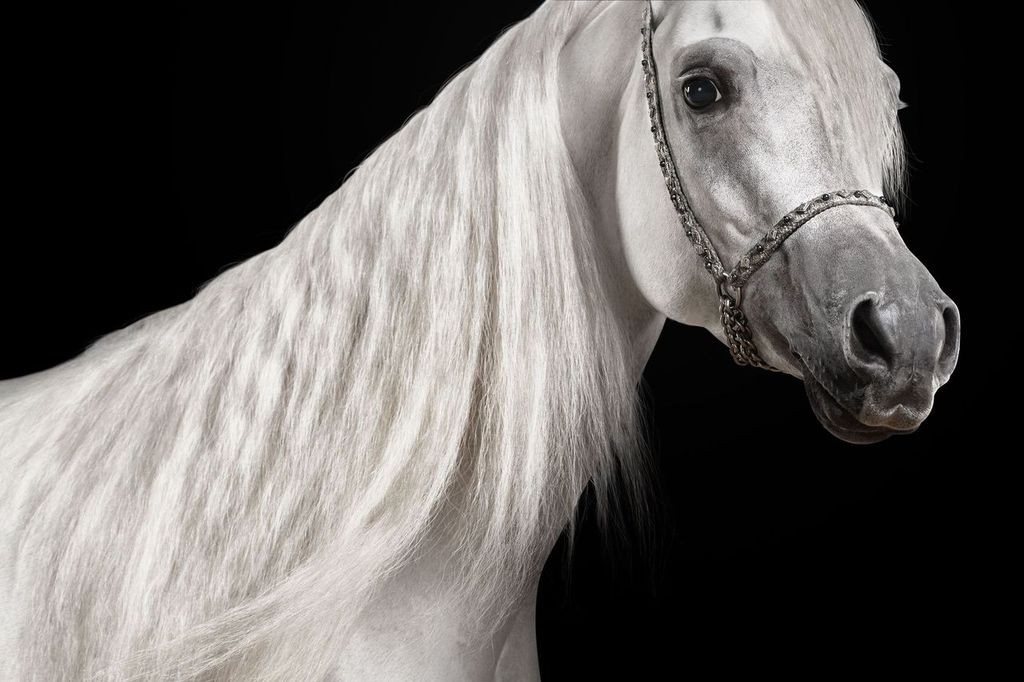 Randal Ford, White Arabian Stallion No. 2 (M) Randal Ford, White Arabian Stallion No. 2 (M)