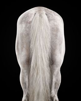 Photographie, White Arabian Stallion No. 3 (M), Randal Ford