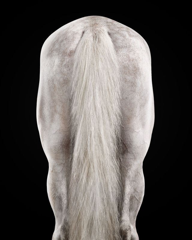 Randal Ford, White Arabian Stallion No. 3 (M) Randal Ford, White Arabian Stallion No. 3 (M)