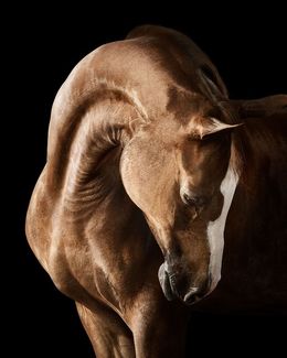Photographie, Bay Arabian Horse No. 1 (S), Randal Ford