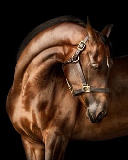 Photographie, Bay Arabian Horse No. 1 (M), Randal Ford
