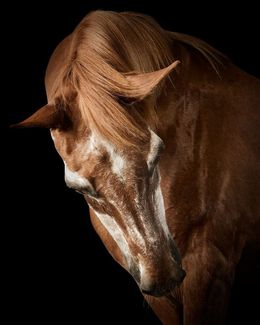 Photographie, Wise Saddlebred Arabian Horse No. 1 (M), Randal Ford