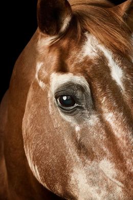 Photographie, Wise Arabian Horse No. 2 (M), Randal Ford
