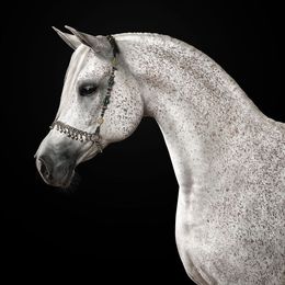 Photographie, Grey Arabian Horse No. 1 (S), Randal Ford