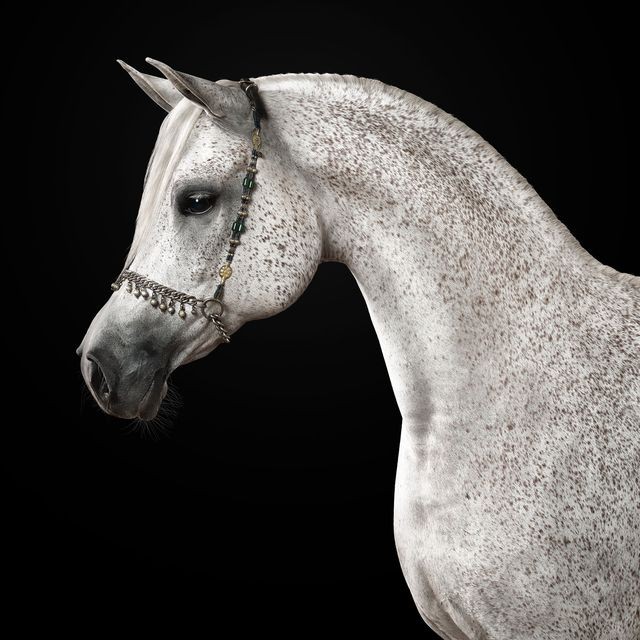 Randal Ford, Grey Arabian Horse No. 1 (S) Randal Ford, Grey Arabian Horse No. 1 (S)