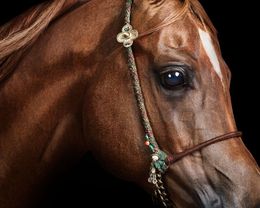 Photographie, Red Arabian Stallion No. 1 (S), Randal Ford