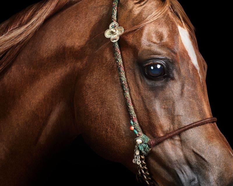 Randal Ford, Red Arabian Stallion No. 1 (L) Randal Ford, Red Arabian Stallion No. 1 (L)
