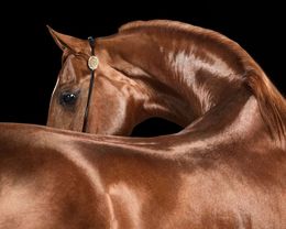 Photographie, Red Arabian Stallion No. 2 (M), Randal Ford