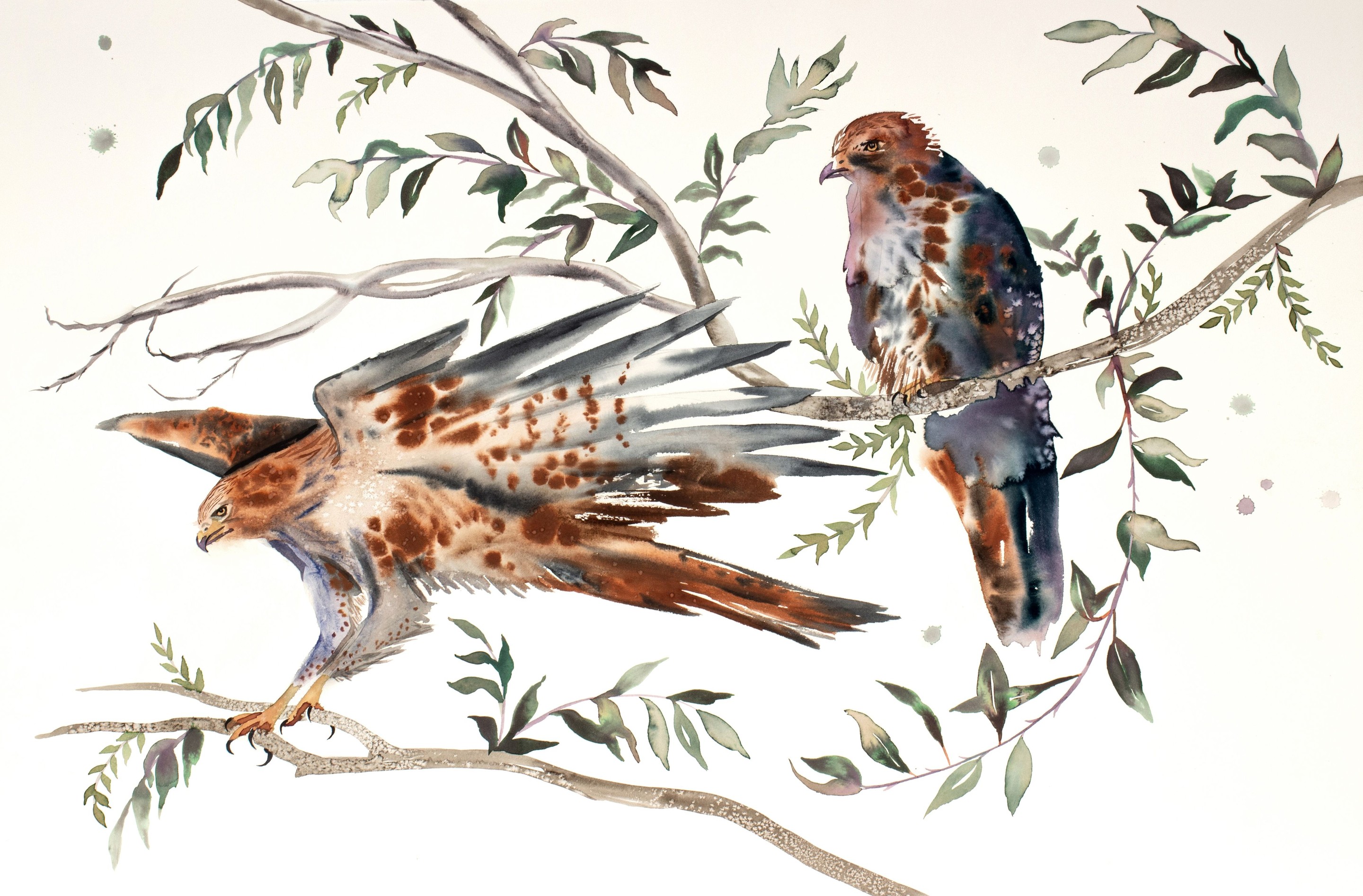 Elizabeth Becker, Red-Tailed Hawks No. 2 Elizabeth Becker, Red-Tailed Hawks No. 2