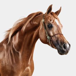 Photographie, Red Arabian Stallion No. 3 (M), Randal Ford