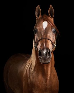 Photographie, Red Arabian Stallion No. 4 (S), Randal Ford